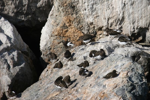 Black Turnstone